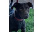 Adopt Bridgett a Black Dachshund / Pit Bull Terrier dog in Pueblo, CO (34798414)
