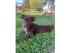 Adopt Harvey a Brown/Chocolate Labrador Retriever dog in Castle Rock