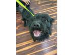 Adopt Sven a Black Cairn Terrier / Mixed dog in DIVIDE, CO (34797828)