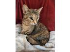 Adopt Penny a Brown or Chocolate Domestic Shorthair / Domestic Shorthair / Mixed
