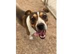 Adopt Cookie a Brown/Chocolate - with White Jack Russell Terrier / Mixed dog in