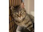 Adopt Liz a Domestic Shorthair / Mixed (short coat) cat in Alpharetta