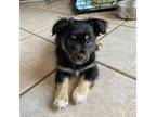 Adopt Hansolo a Black - with Tan, Yellow or Fawn Jack Russell Terrier /
