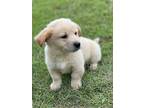 Adopt Carl a Tan/Yellow/Fawn Golden Retriever / German Shepherd Dog / Mixed dog