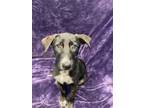 Adopt Cherie a German Shepherd Dog / Australian Cattle Dog / Mixed dog in Logan