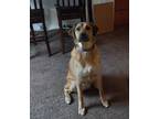 Adopt Nala Rae a Tan/Yellow/Fawn Coonhound / Beagle / Mixed dog in KC