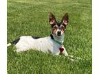 Adopt Tiptoe a Toy Fox Terrier / Mixed Breed (Medium) / Mixed dog in Warren
