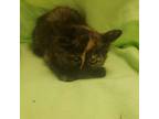 Adopt Lilac 6/6 a Domestic Longhair / Mixed (short coat) cat in Detroit