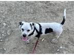 Adopt Marcy a White - with Black Jack Russell Terrier / Mixed Breed (Medium) dog