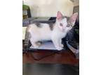 Adopt Muffington a Domestic Shorthair / Mixed cat in Mooresville, NC (34796891)