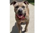 Adopt Gayle a Brindle American Pit Bull Terrier / Shar Pei / Mixed dog in