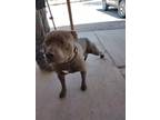 Adopt Tyson a Gray/Blue/Silver/Salt & Pepper Staffordshire Bull Terrier / Mixed