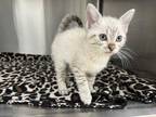 Adopt SNOW PEA a White (Mostly) Siamese / Mixed (short coat) cat in Camarillo