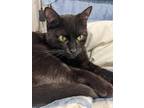 Adopt Dawlly a All Black Domestic Shorthair / Domestic Shorthair / Mixed cat in