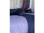 Adopt Bella a Black Lakeland Terrier / Mixed dog in Rio Rancho, NM (33796262)