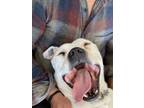 Adopt Tank a White American Pit Bull Terrier / Mixed dog in Tijeras