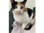 Adopt Penelope a Domestic Shorthair / Mixed cat in Salmon Arm, BC (34795239)