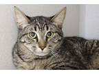 Adopt WOLFIE a Brown Tabby Domestic Shorthair / Mixed (short coat) cat in