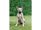 Adopt Gem a Shepherd (Unknown Type) / Mixed dog in Canton, GA (34795012)