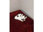 Adopt Mari and Dexi a White (Mostly) Domestic Shorthair / Mixed (short coat) cat