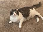 Adopt Gregory a Gray or Blue (Mostly) Maine Coon / Mixed (long coat) cat in Lake