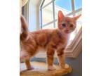 Adopt Fiesta a Orange or Red Domestic Shorthair / Domestic Shorthair / Mixed cat