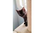 Adopt Cornell a All Black Domestic Shorthair / Domestic Shorthair / Mixed cat in