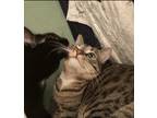 Adopt Coraline a Brown Tabby Domestic Shorthair / Mixed (medium coat) cat in