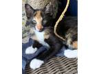 Adopt Zara a Calico or Dilute Calico American Shorthair / Mixed (short coat) cat