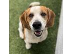 Adopt Ozzy a Beagle / Mixed dog in Long Beach, CA (34794419)