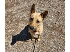 Adopt RUSTY a Tan/Yellow/Fawn German Shepherd Dog / Mixed dog in Albuquerque