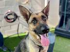 Adopt ISLES a Brown/Chocolate - with Black German Shepherd Dog / Mixed dog in