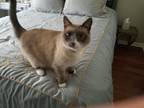 Adopt Bruno a Gray or Blue (Mostly) Birman / Mixed (medium coat) cat in Hiram