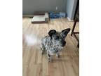 Adopt Gizmo a White - with Black Australian Cattle Dog / Bluetick Coonhound /