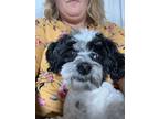 Adopt Snoopy a Black - with White Bichon Frise / Shih Tzu / Mixed dog in