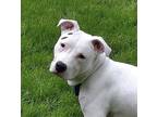 Adopt Tabias. a White - with Black Pit Bull Terrier dog in Irwin, PA (34792915)
