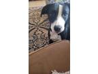 Adopt Luna a Black - with White Labrador Retriever / Mixed dog in Albuquerque