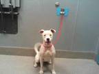 Adopt *SHEILA a White American Pit Bull Terrier / Mixed dog in Las Vegas
