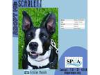 Adopt Scarlett a Black American Pit Bull Terrier / Mixed dog in Niagara Falls