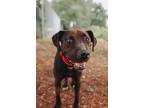 Adopt 53637a Aria a Black Labrador Retriever / Mixed dog in North Charleston