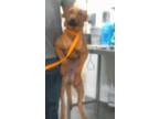 Adopt KENAI a Brown/Chocolate German Shepherd Dog / Mixed dog in Albuquerque