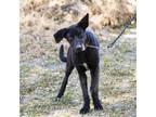 Adopt Cleo a Shepherd, Labrador Retriever