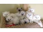 Beautiful Dollface Persian Kittens