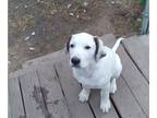 Doubull-Mastiff PUPPY FOR SALE ADN-393637 - Bullmastiff x English Mastiff x