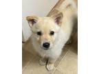 Adopt Mirabel a White Husky / Mixed dog in Niagara Falls, ON (34806238)