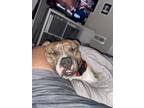 Adopt Baki a Brindle - with White American Staffordshire Terrier / Mixed dog in