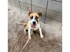 Adopt DAISEY* a Tan/Yellow/Fawn German Shepherd Dog / Mixed dog in Tucson
