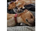 Adopt Comet a Brindle Labrador Retriever / Boxer / Mixed dog in Corpus Christi