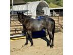 Gorgeous Blue roan Gelding ready to start your way