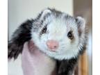 Adopt Forest a Ferret